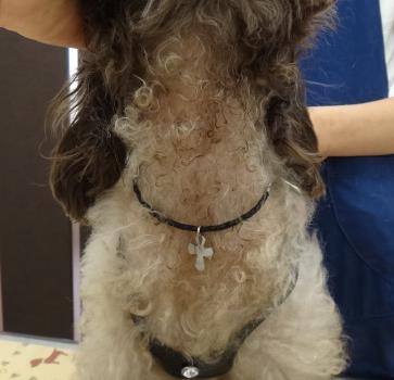 アロペシアXと診断されたトイプードルの脱毛症 | 四季の森どうぶつ